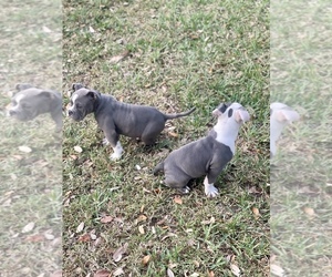 American Bully Puppy for sale in SUNRISE, FL, USA