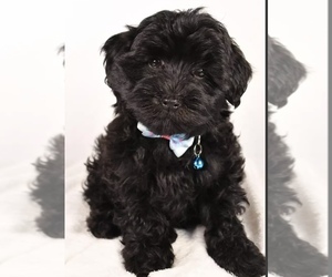 YorkiePoo Puppy for sale in LOWELL, MA, USA