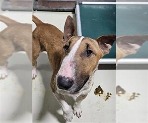 Bull Terrier Dogs for adoption in Bakersfield, CA, USA