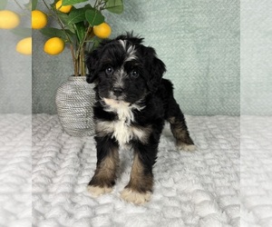 Bernedoodle (Miniature) Puppy for sale in FRANKLIN, IN, USA