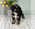 Small Bernedoodle (Miniature)