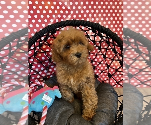 Medium Photo #1 Cavapoo Puppy For Sale in SYLMAR, CA, USA