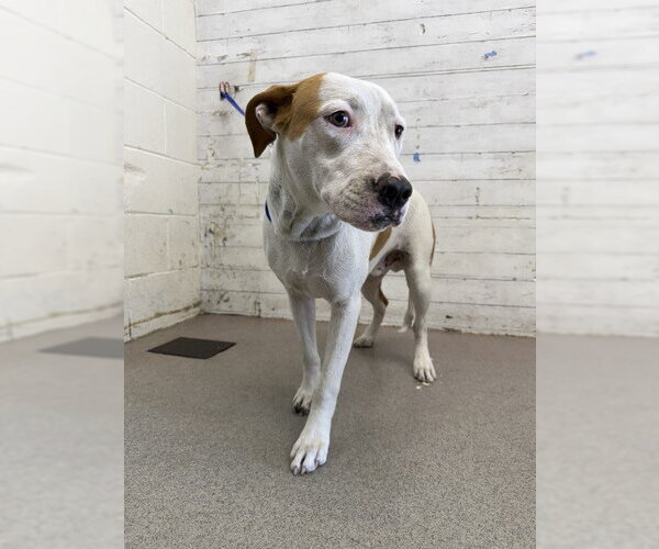 Medium Photo #1 Bull Terrier-Unknown Mix Puppy For Sale in San Bernardino, CA, USA