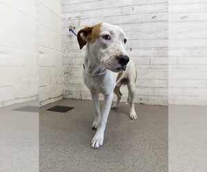 Bull Terrier-Unknown Mix Dogs for adoption in San Bernardino, CA, USA