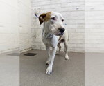 Small Bull Terrier Mix