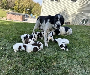Mother of the English Springer Spaniel puppies born on 09/10/2025