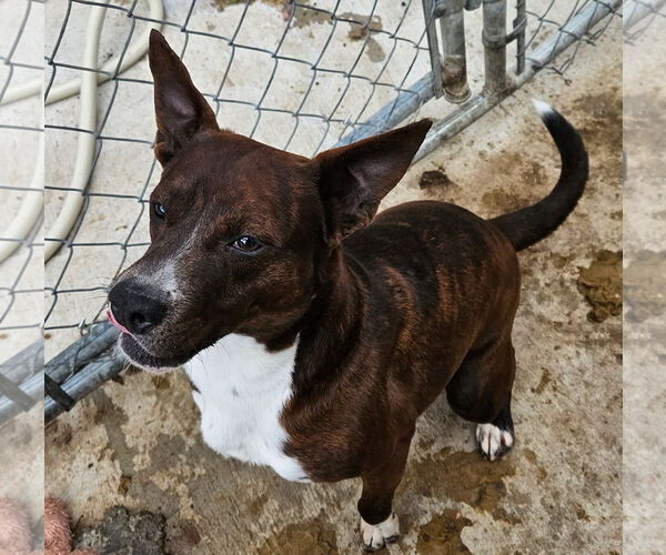 Medium Photo #1 German Pinscher-Unknown Mix Puppy For Sale in Tracy City, TN, USA