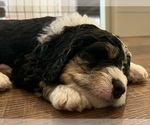 Small Photo #14 Bernedoodle Puppy For Sale in MARTINSVILLE, IN, USA