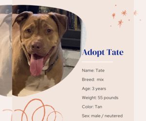 Mutt Dogs for adoption in Naples, FL, USA