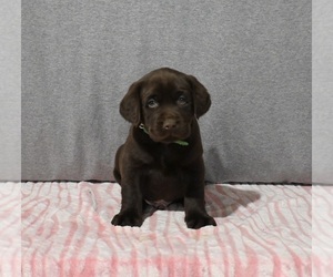 Labrador Retriever Puppy for sale in MILLERSBURG, OH, USA