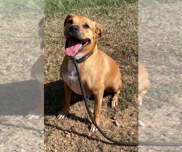 Medium Photo #1 Boxer Puppy For Sale in Bryant, AR, USA