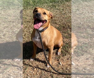 Boxer Dogs for adoption in Bryant, AR, USA