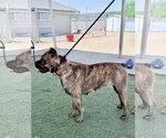 Small #1 Mutt