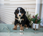 Puppy Jaycee Bernese Mountain Dog