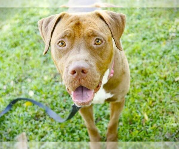 Medium Photo #3 American Staffordshire Terrier-Unknown Mix Puppy For Sale in Tallahassee, FL, USA