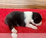 Small #1 Australian Shepherd