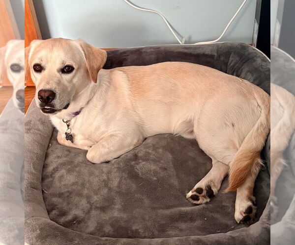 Medium Photo #10 Labrador Retriever-Unknown Mix Puppy For Sale in Canton, CT, USA