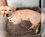 Small #9 Labrador Retriever Mix
