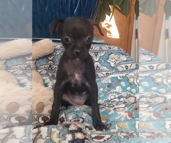 Medium Photo #1 Chihuahua-Unknown Mix Puppy For Sale in Lakewood, CO, USA