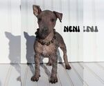 Image preview for Ad Listing. Nickname: Neni
