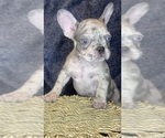 Small #2 French Bulldog