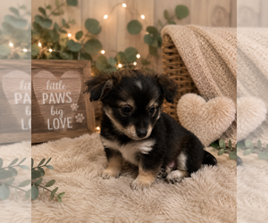 Chion Dogs for adoption in Dana Point, CA, USA
