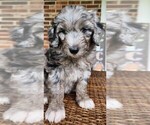 Small #5 Aussiedoodle