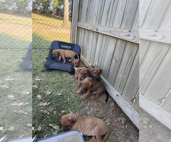 Medium Photo #11 Rhodesian Ridgeback Puppy For Sale in NEW BROCKTON, AL, USA