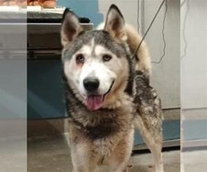Siberian Husky Dogs for adoption in Camarillo, CA, USA