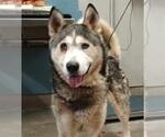 *DENALI - Male Siberian Husky Dog for Adoption - Small photo