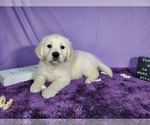 Small Photo #48 English Cream Golden Retriever Puppy For Sale in PEYTON, CO, USA