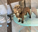 Small #4 French Tzu