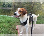 Small Treeing Walker Coonhound Mix