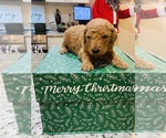 Small Photo #8 Goldendoodle Puppy For Sale in LEESBURG, GA, USA