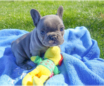 Small Photo #24 French Bulldog Puppy For Sale in MARYSVILLE, WA, USA