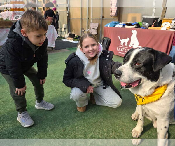 Medium Photo #3 Great Pyrenees-Unknown Mix Puppy For Sale in Woodbury, NY, USA