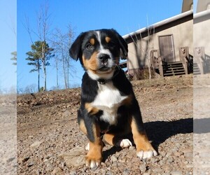 Medium Greater Swiss Mountain Dog