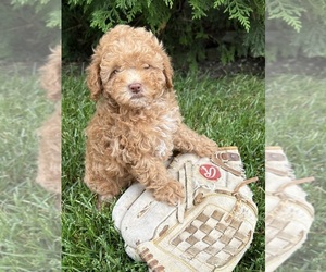 Poodle (Miniature) Puppy for sale in MIDDLEBURY, IN, USA