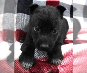 Mutt Dogs for adoption in Thief River Falls, MN, USA