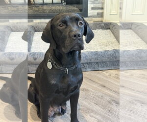 Charlotte - Female Labrador Retriever-Unknown Mix Dog for Adoption - Photo #3