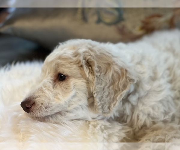 Medium Photo #24 Goldendoodle Puppy For Sale in DAVIS, CA, USA