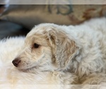 Small Photo #24 Goldendoodle Puppy For Sale in DAVIS, CA, USA