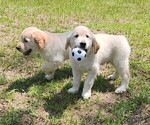 Small #4 English Cream Golden Retriever