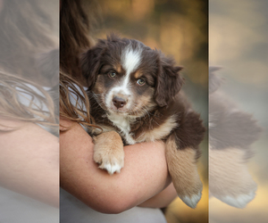Miniature Australian Shepherd Puppy for Sale in AGATE, Colorado USA