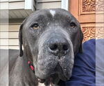 Small #28 American Staffordshire Terrier Mix
