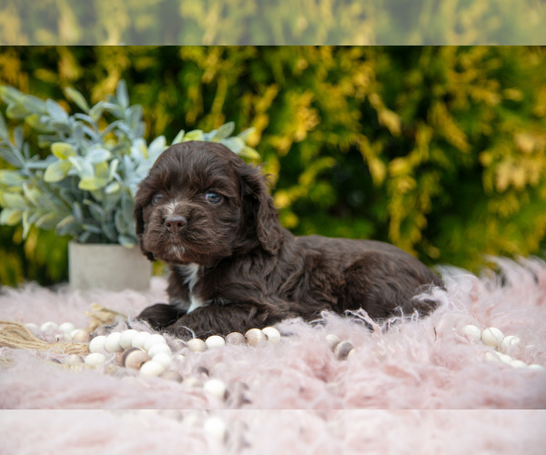 Medium Photo #2 Cocker Spaniel Puppy For Sale in NAPPANEE, IN, USA
