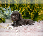 Small #1 Cocker Spaniel