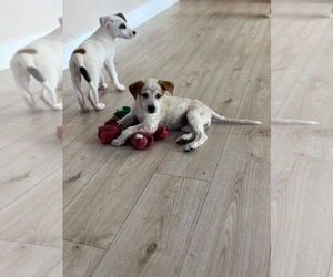 Mutt Dogs for adoption in miami, FL, USA