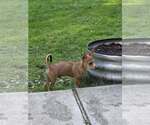 Small #5 Basenji-Chihuahua Mix
