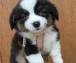 Puppy Puppy 2 Corgi-Aussie
